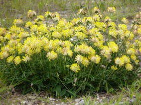 Anthyllis vulneraria ssp maritima